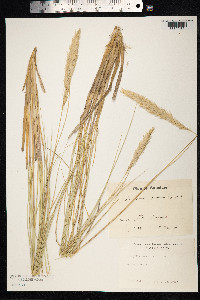 Ammophila arenaria image