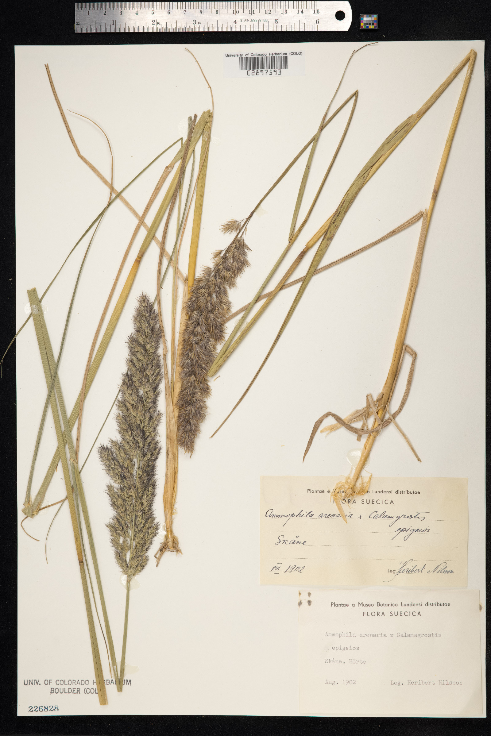 Ammophila arenaria image