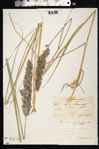 Ammophila arenaria image