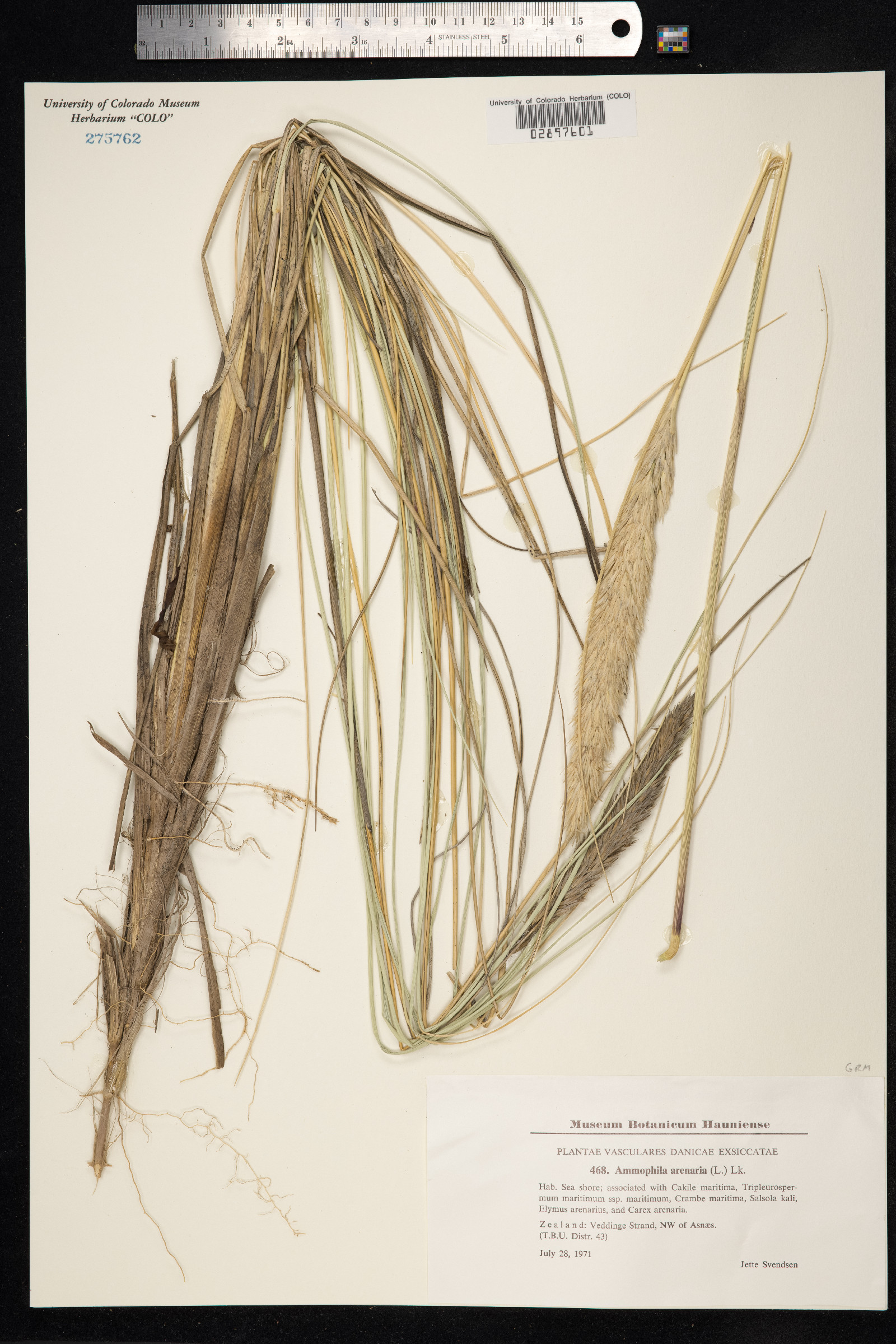 Ammophila arenaria image