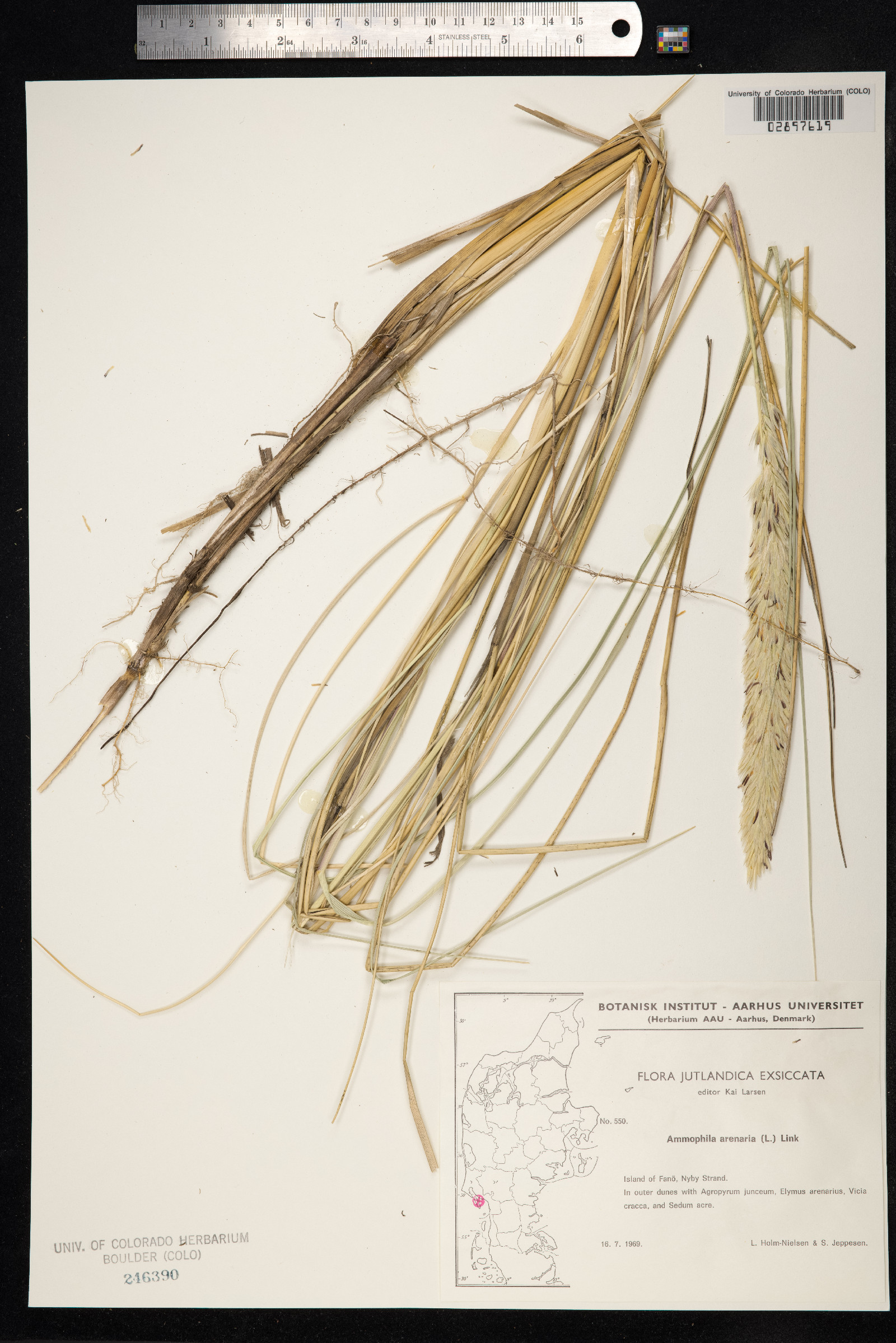 Ammophila arenaria image