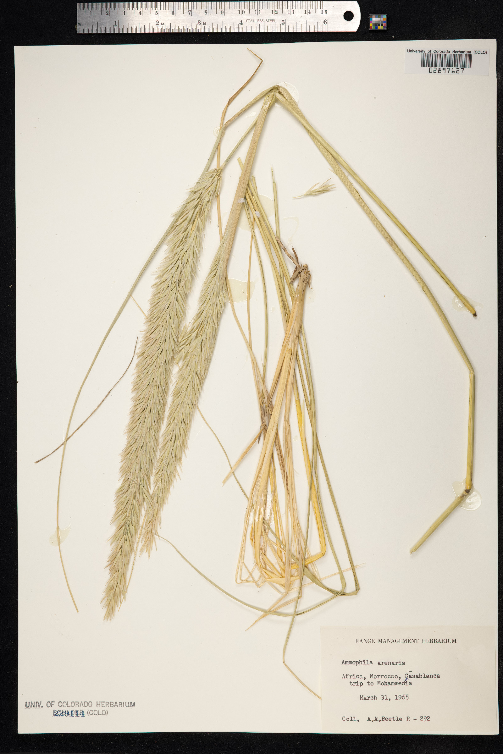 Ammophila arenaria image