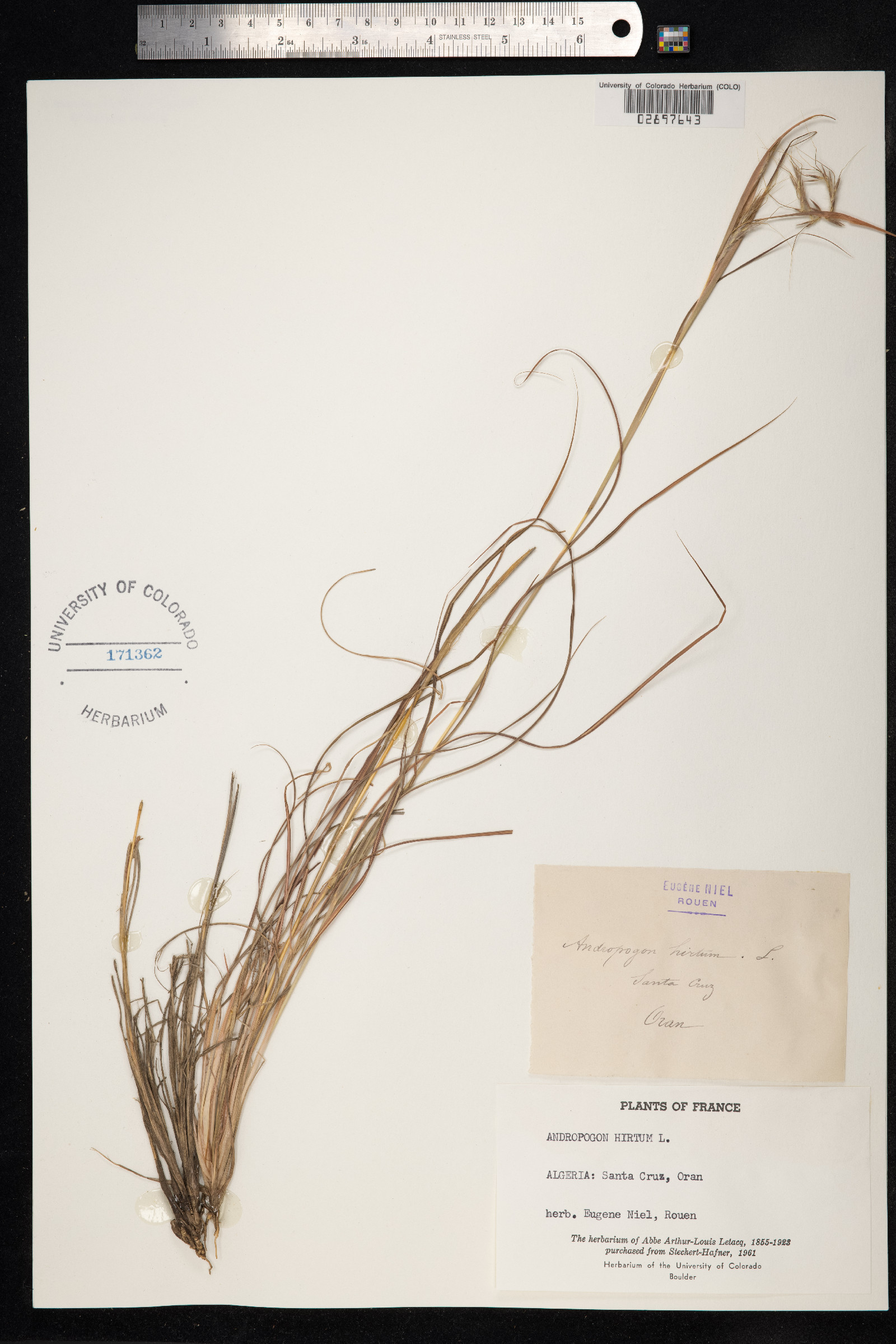 Hyparrhenia hirta image