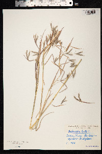 Hyparrhenia hirta image