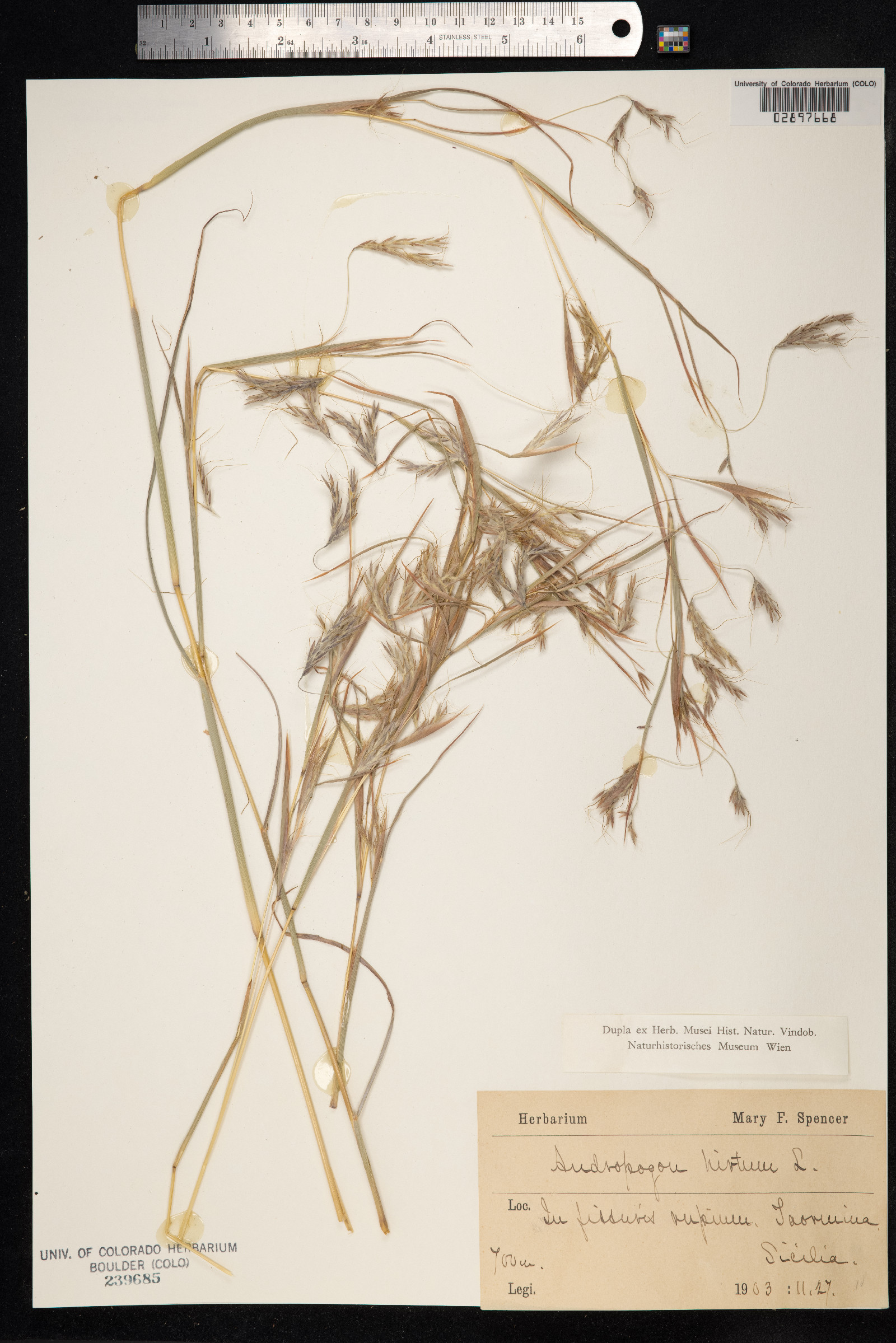 Hyparrhenia hirta image