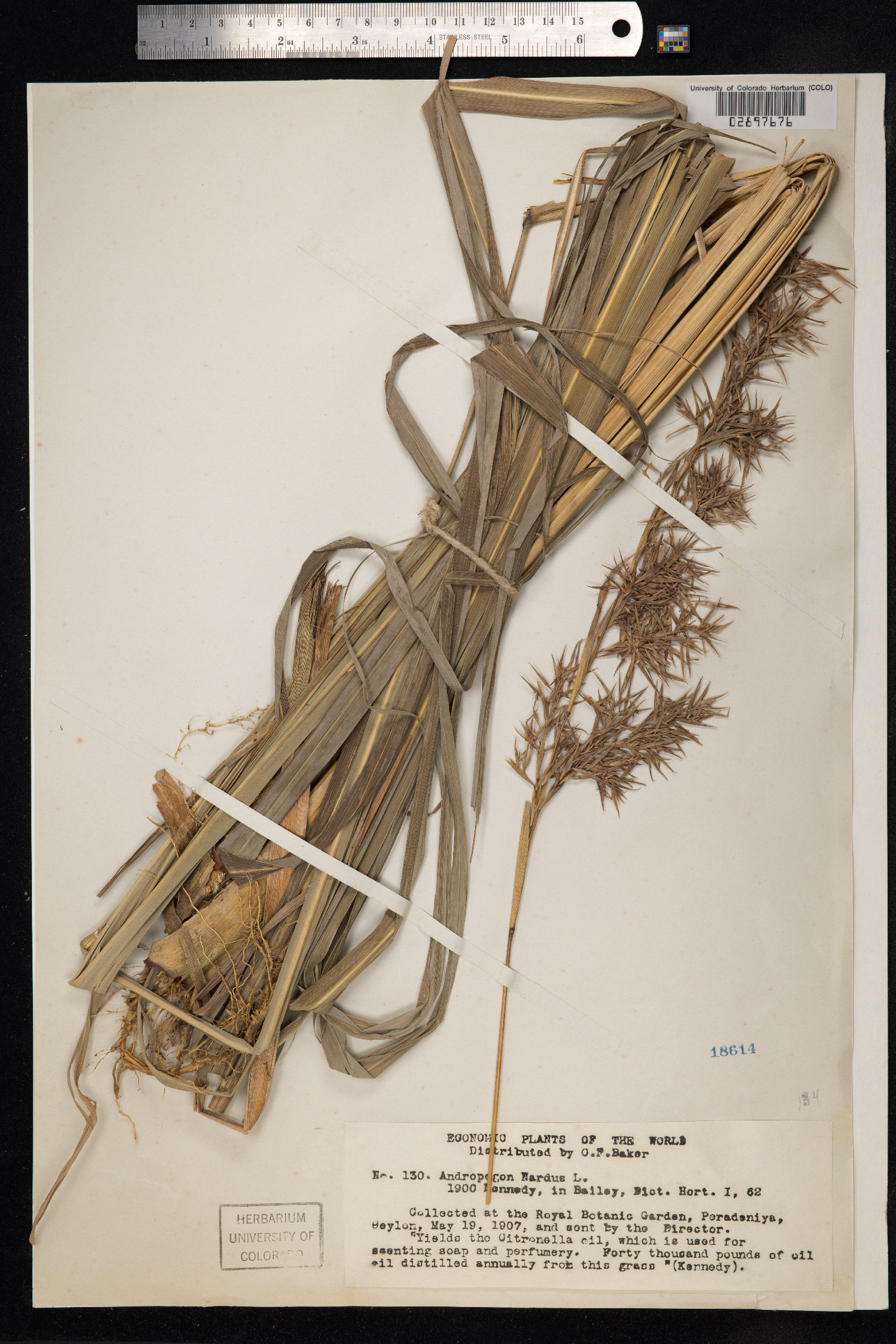 Cymbopogon image