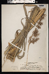 Cymbopogon nardus image