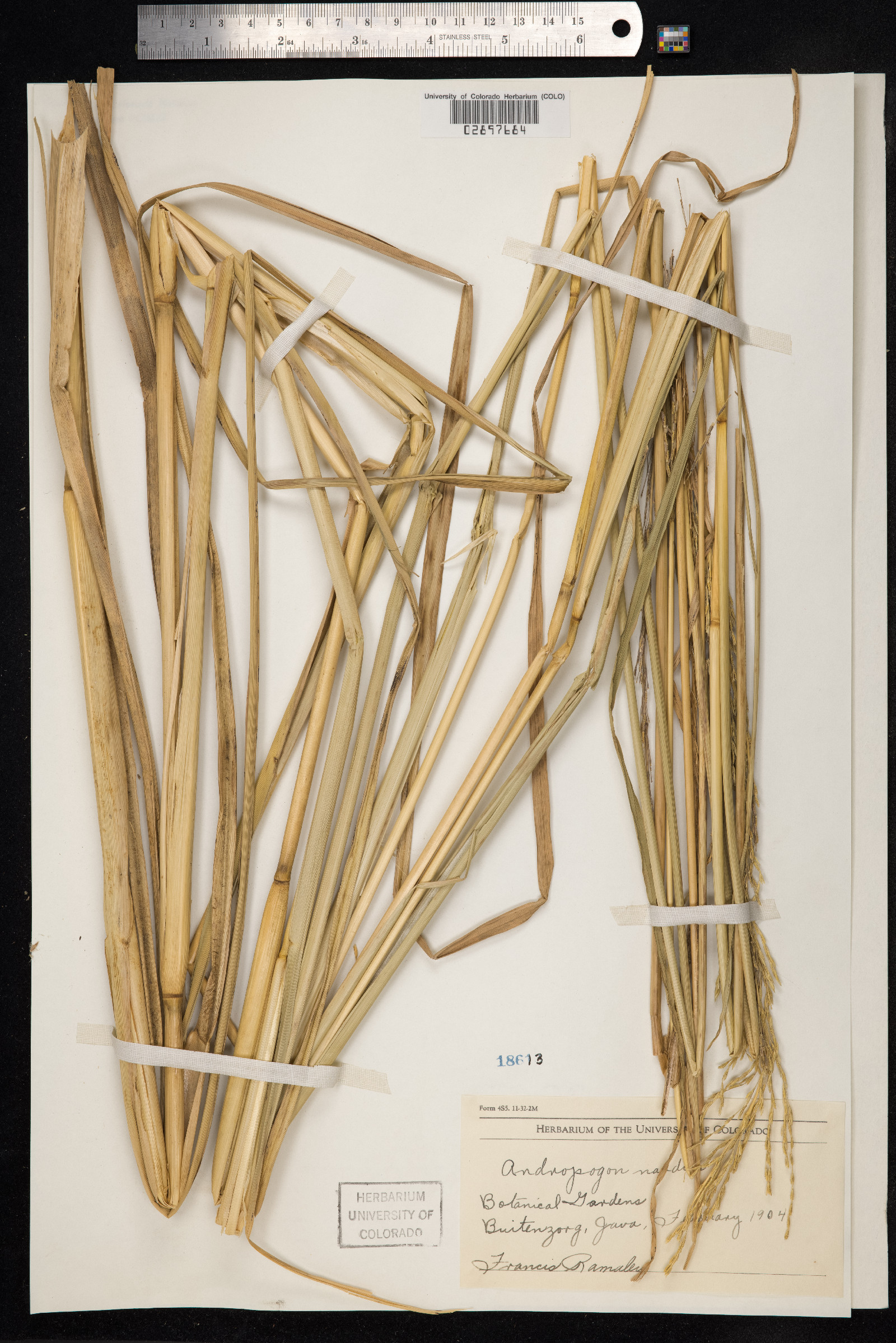Cymbopogon nardus image
