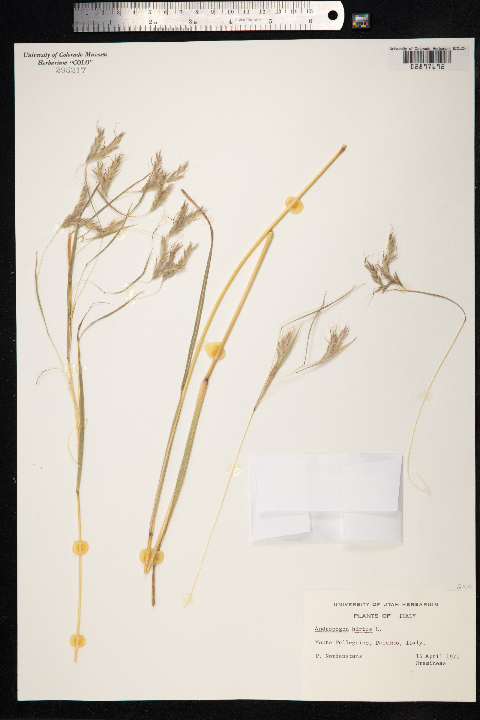 Hyparrhenia hirta image
