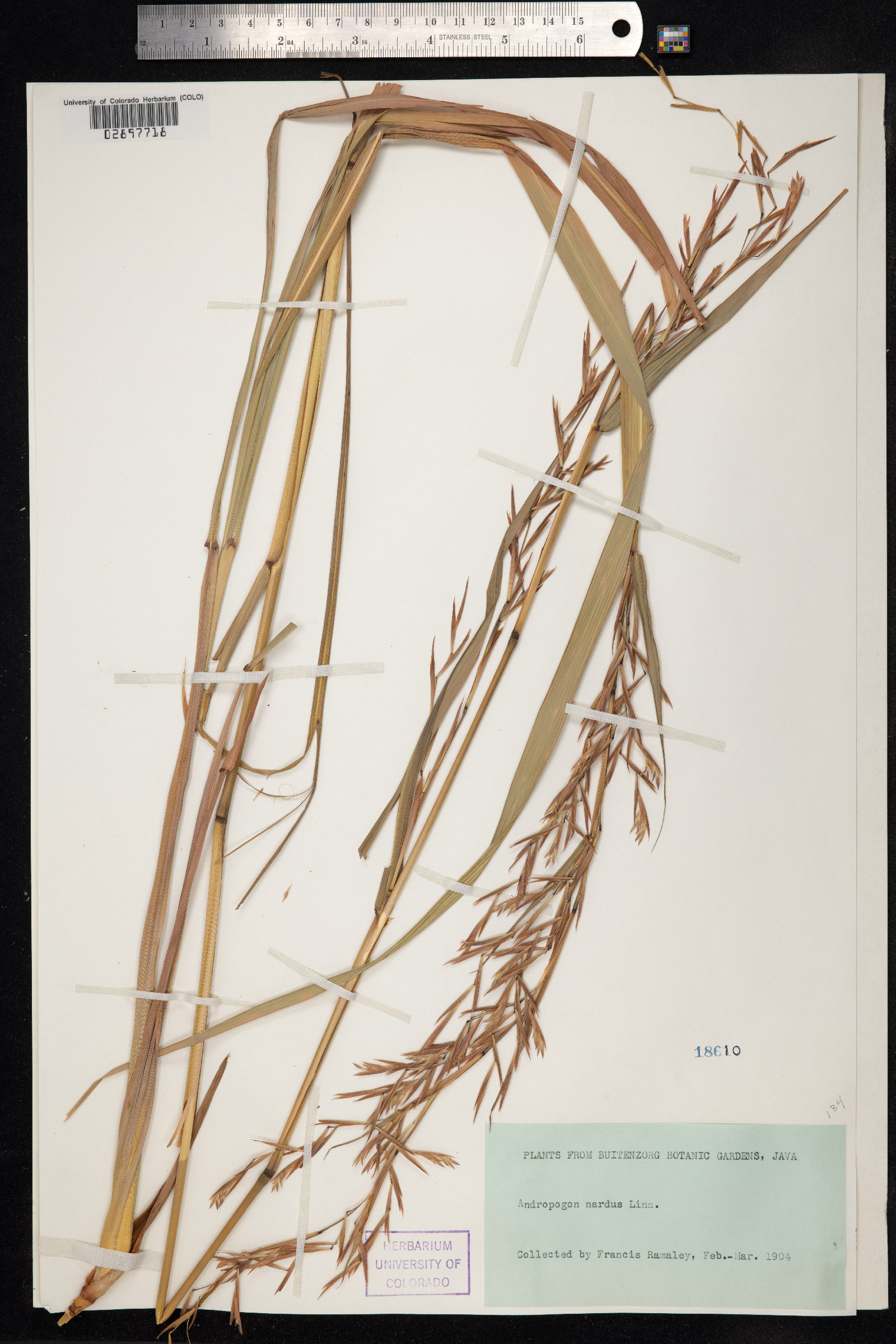 Cymbopogon image
