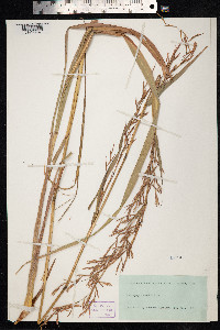Cymbopogon nardus image