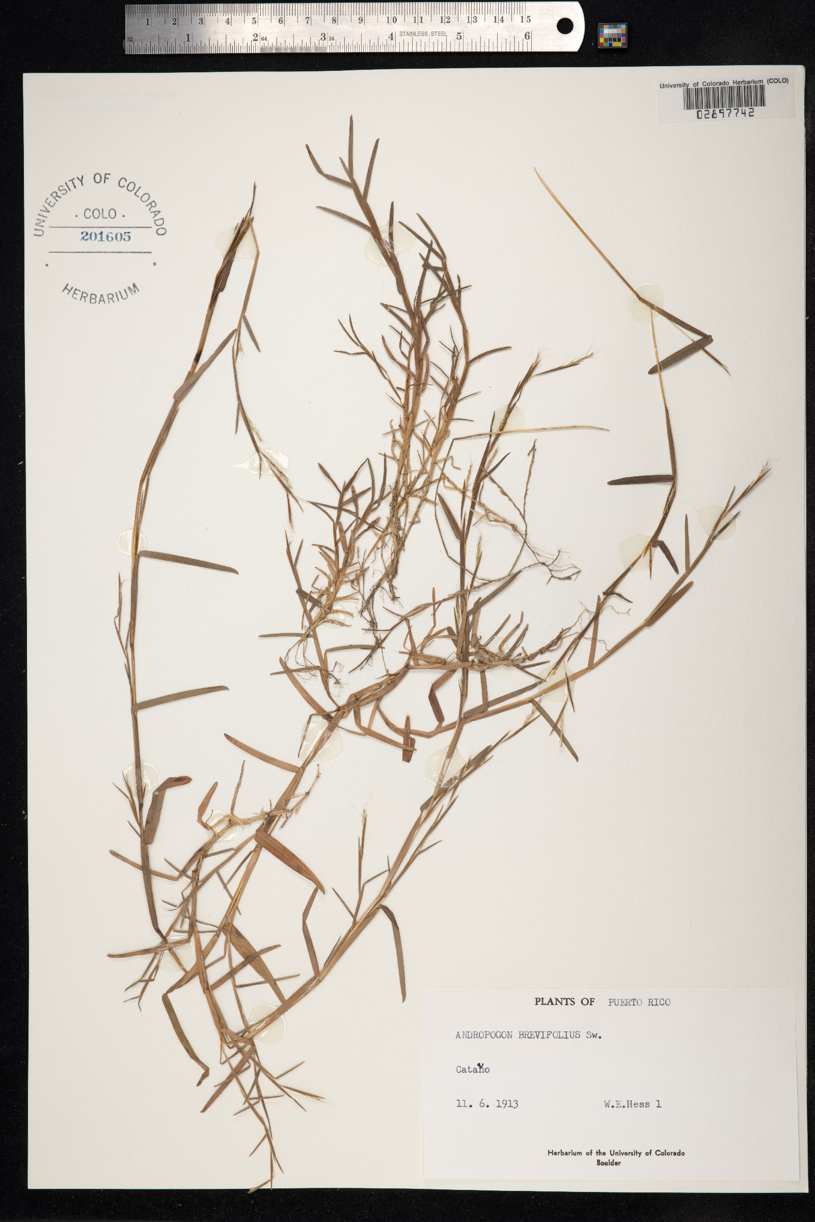 Schizachyrium brevifolium image