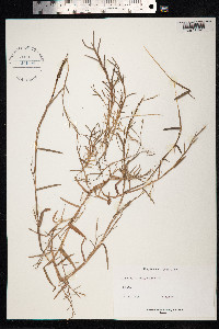Schizachyrium brevifolium image