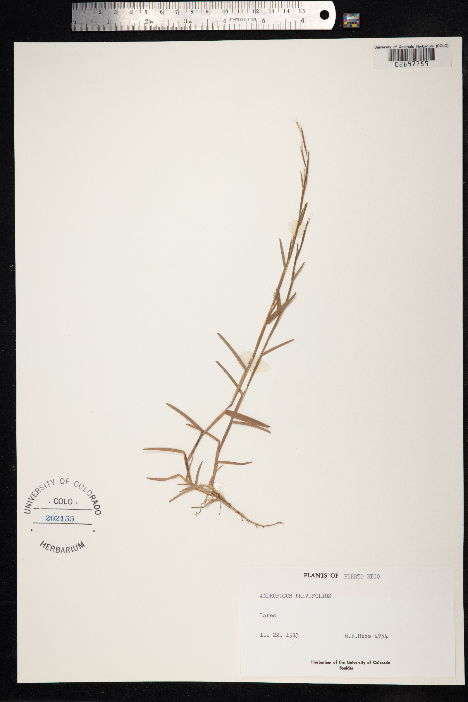 Schizachyrium brevifolium image