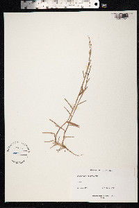 Schizachyrium brevifolium image