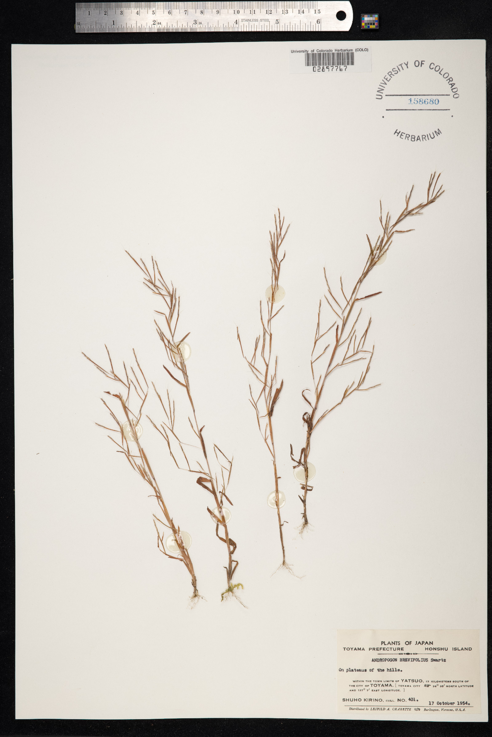 Schizachyrium brevifolium image