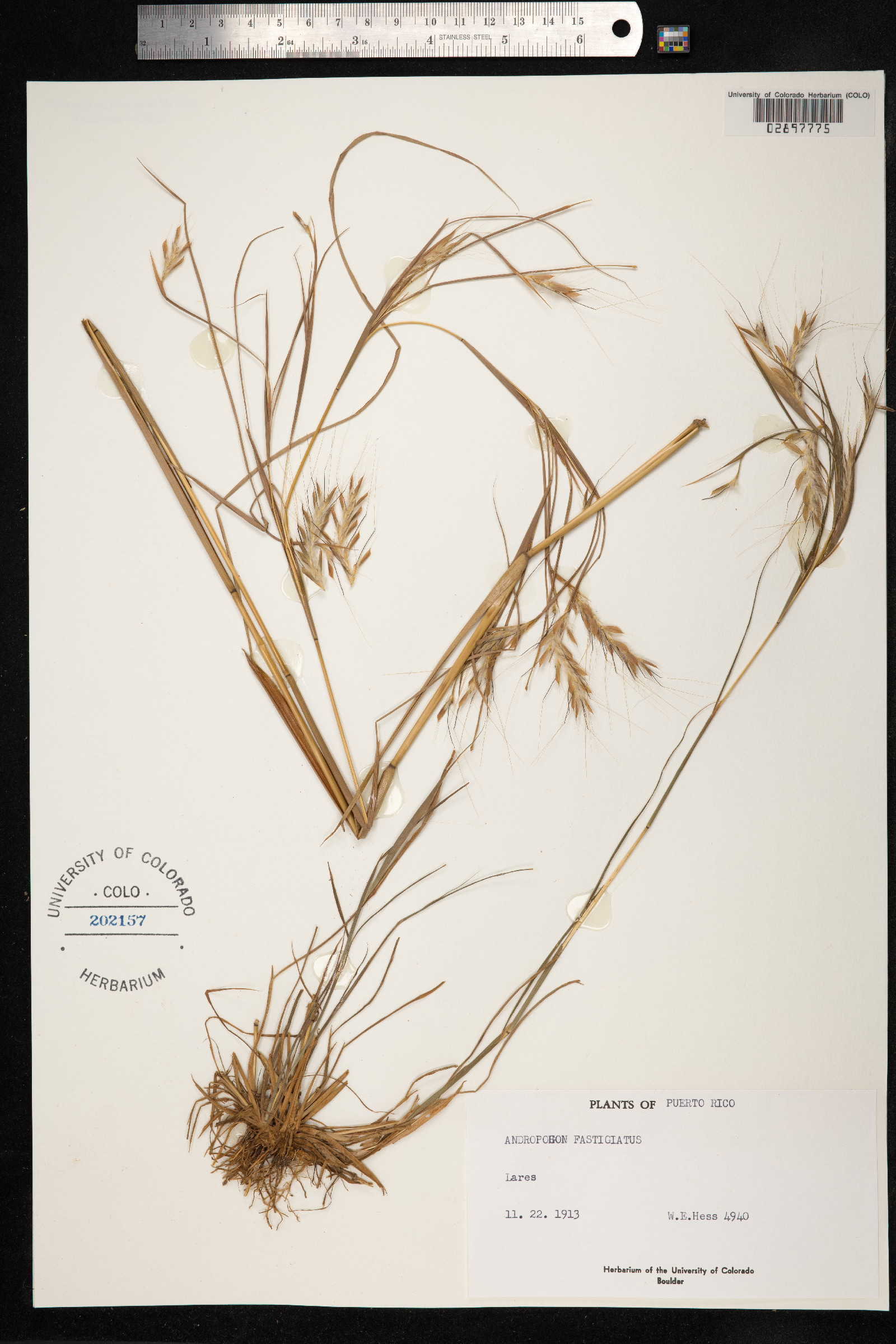 Andropogon fastigiatus image