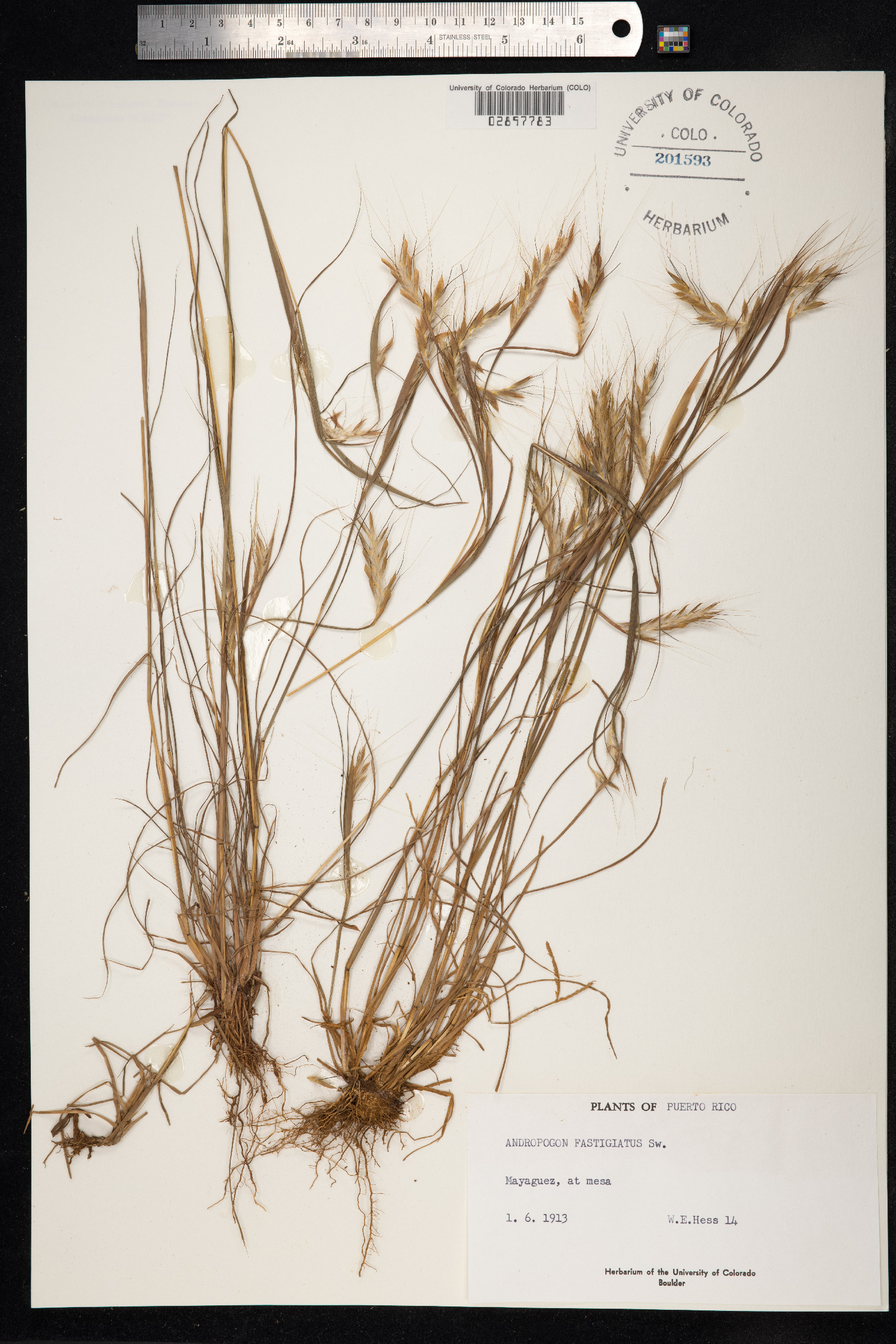Andropogon fastigiatus image