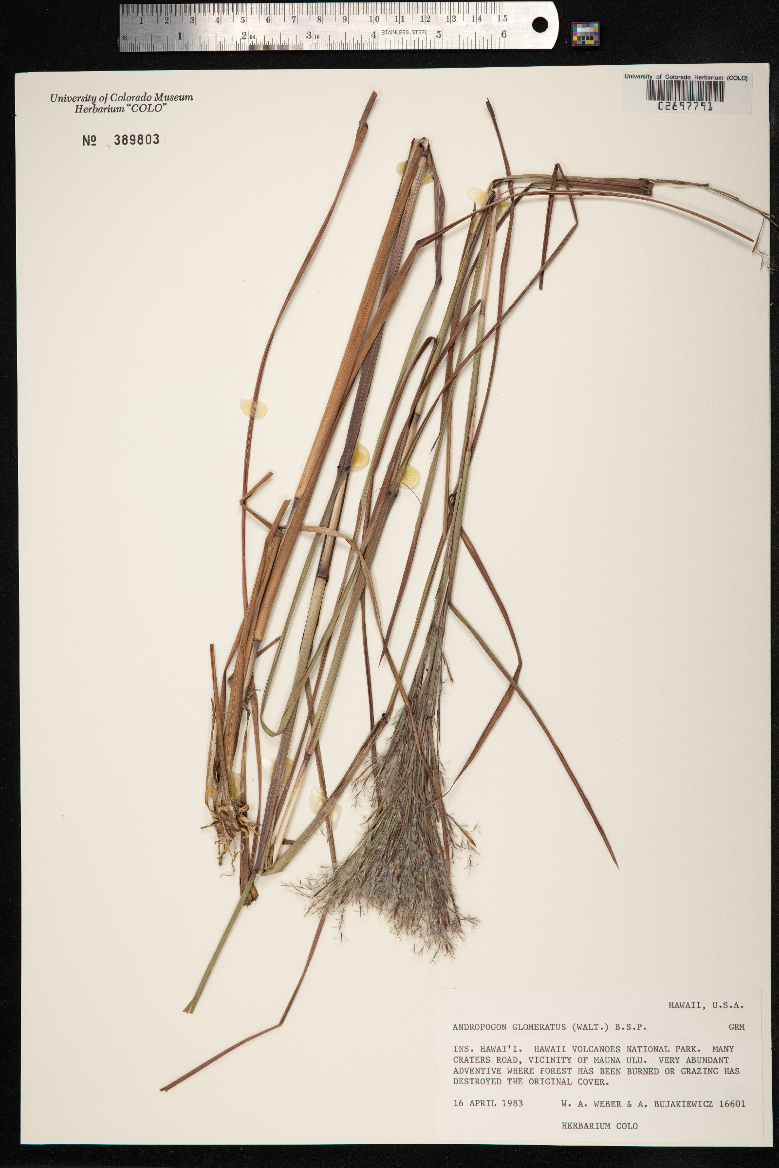 Andropogon glomeratus image