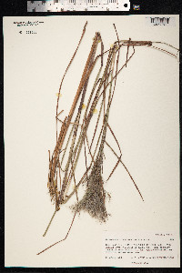 Andropogon glomeratus image