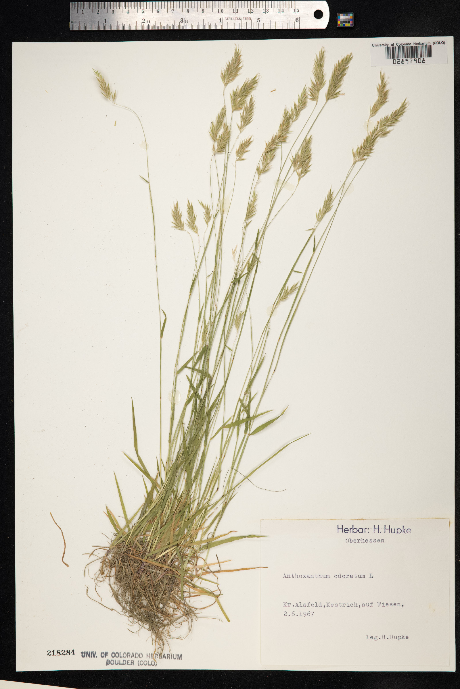 Anthoxanthum odoratum image