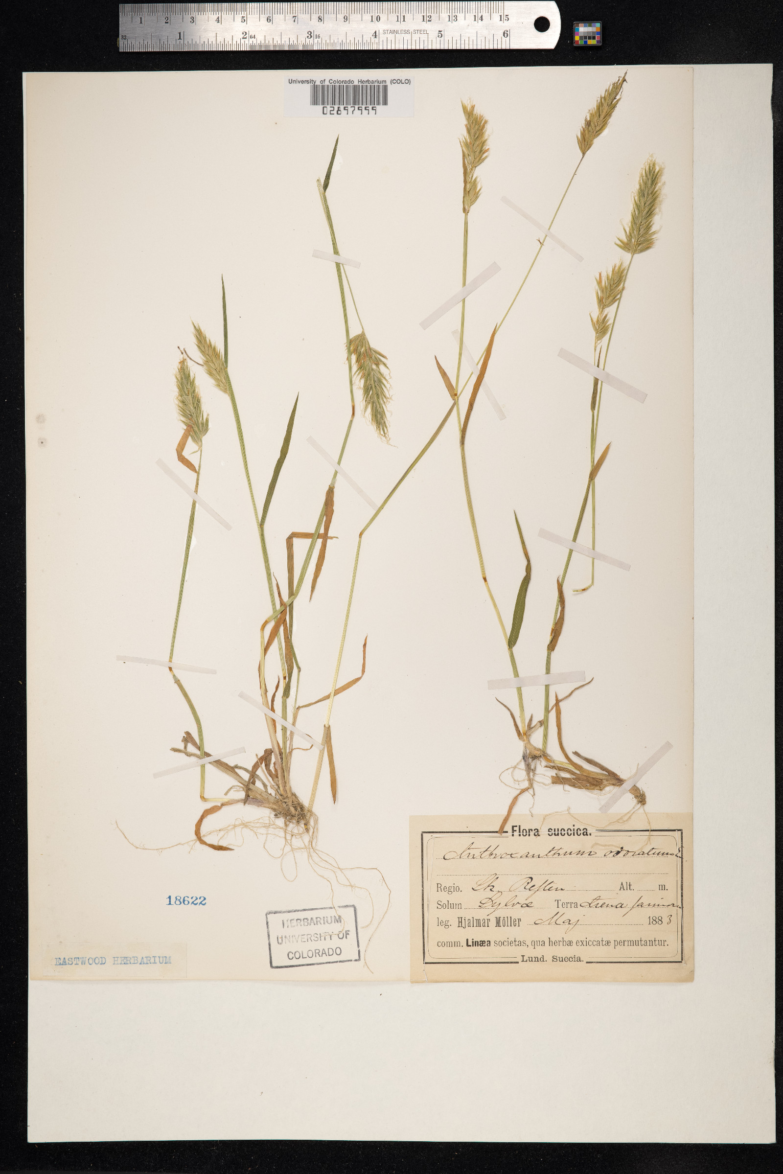 Anthoxanthum odoratum image