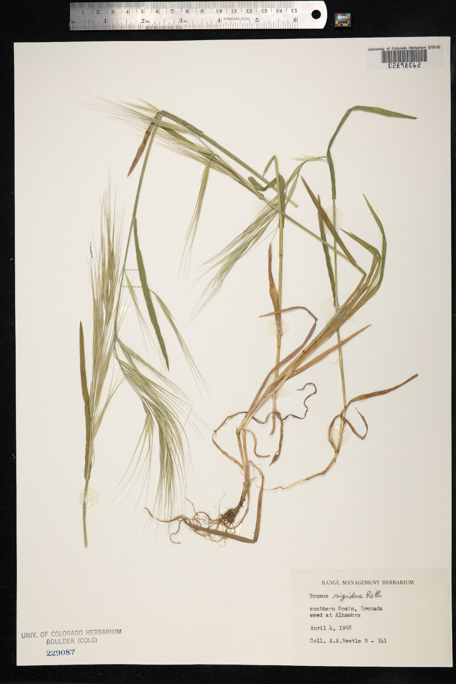 Anisantha diandra image