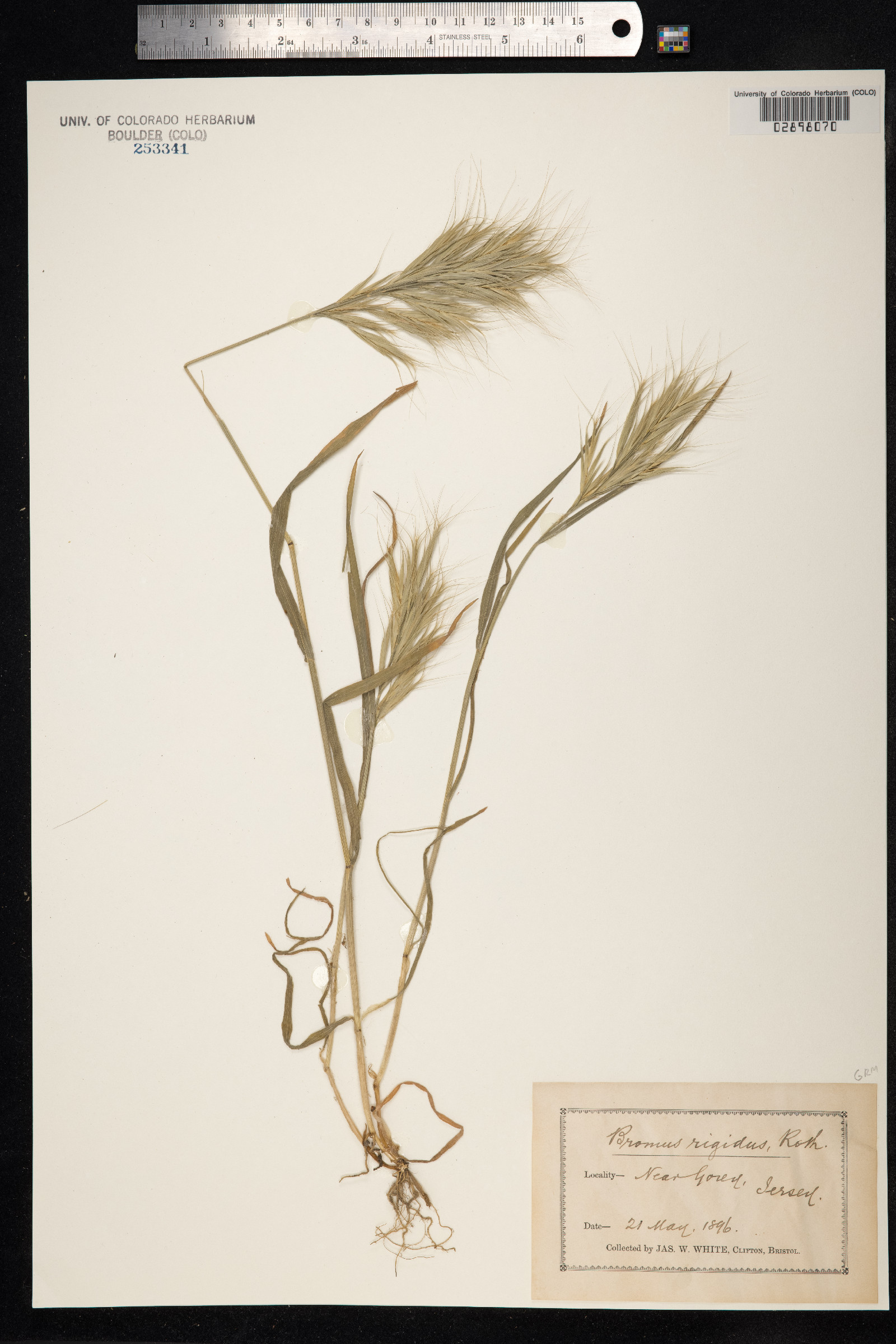 Anisantha diandra image