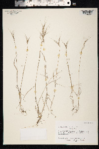 Bromus madritensis image