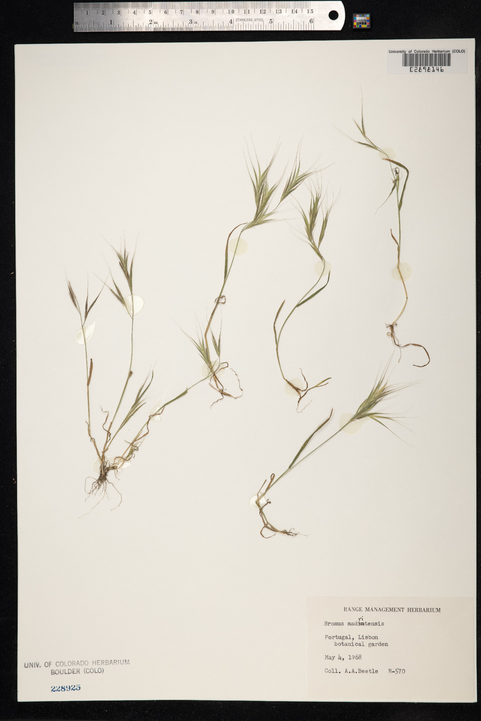 Bromus madritensis image