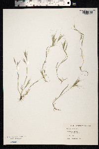 Bromus madritensis image