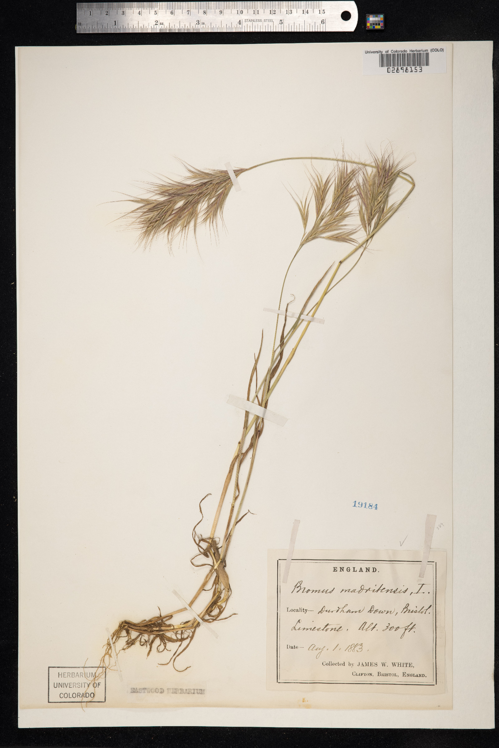 Bromus madritensis image