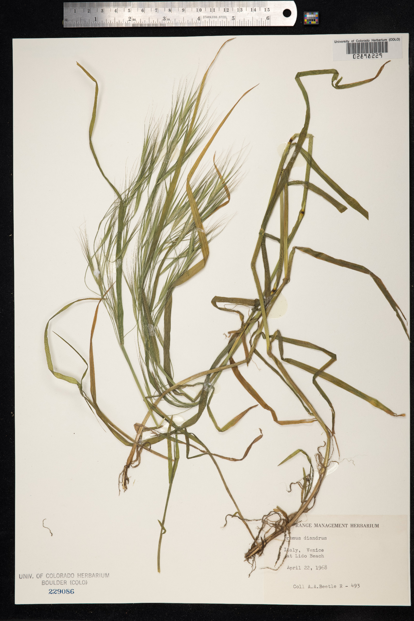 Anisantha diandra image