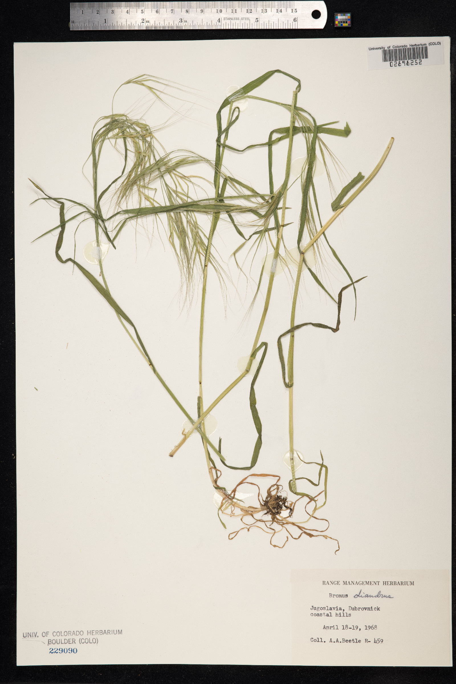 Anisantha diandra image