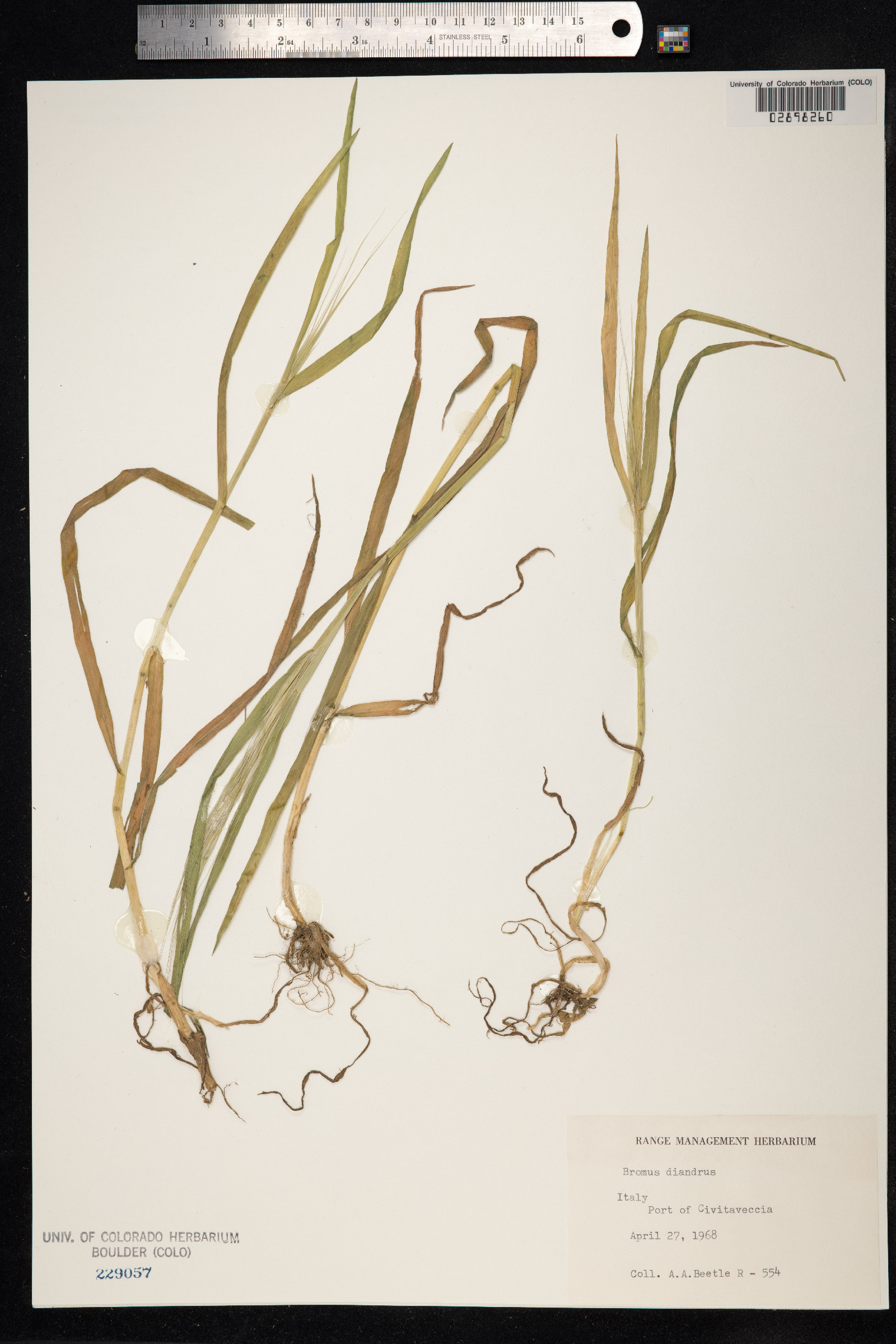 Anisantha diandra image