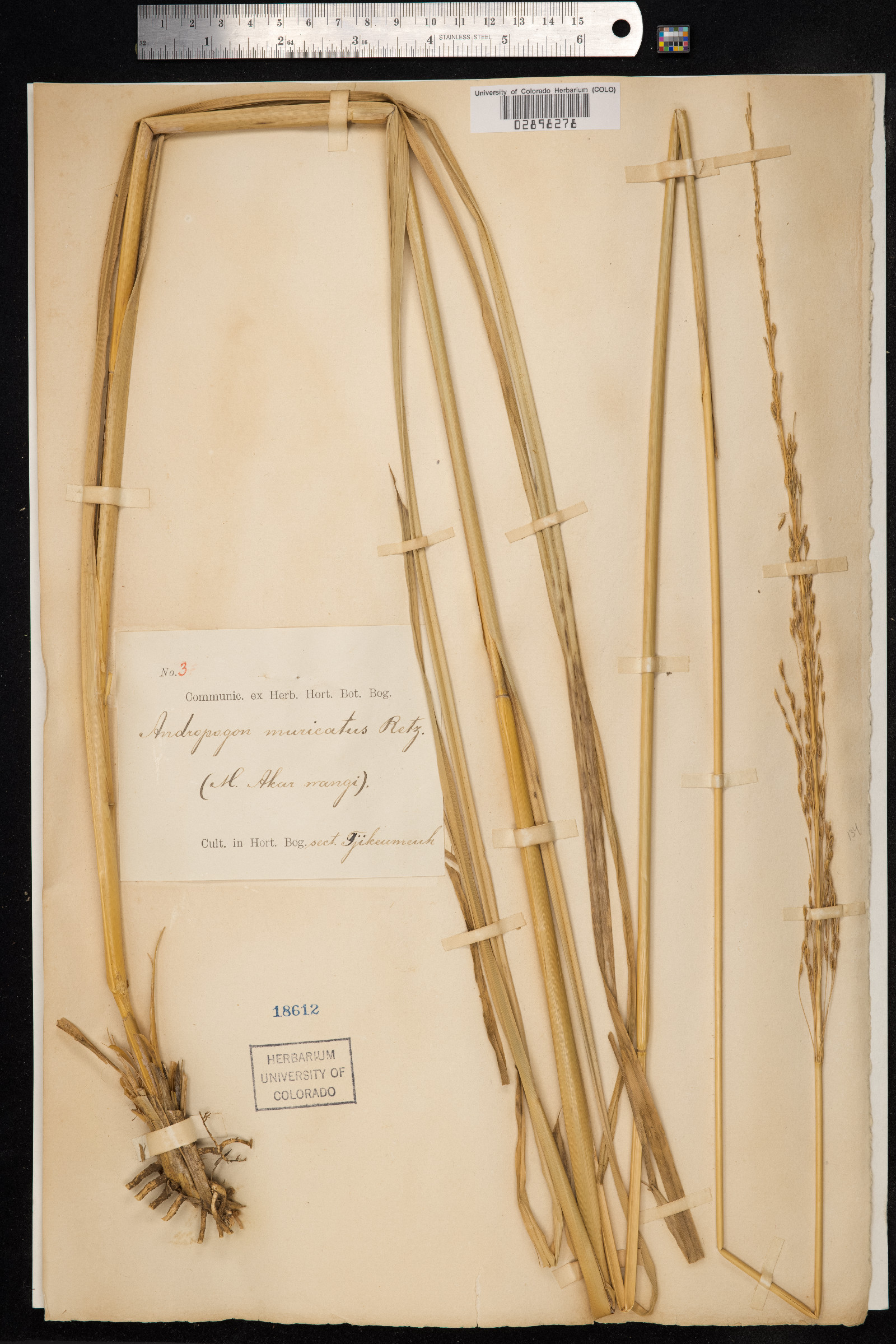 Chrysopogon image