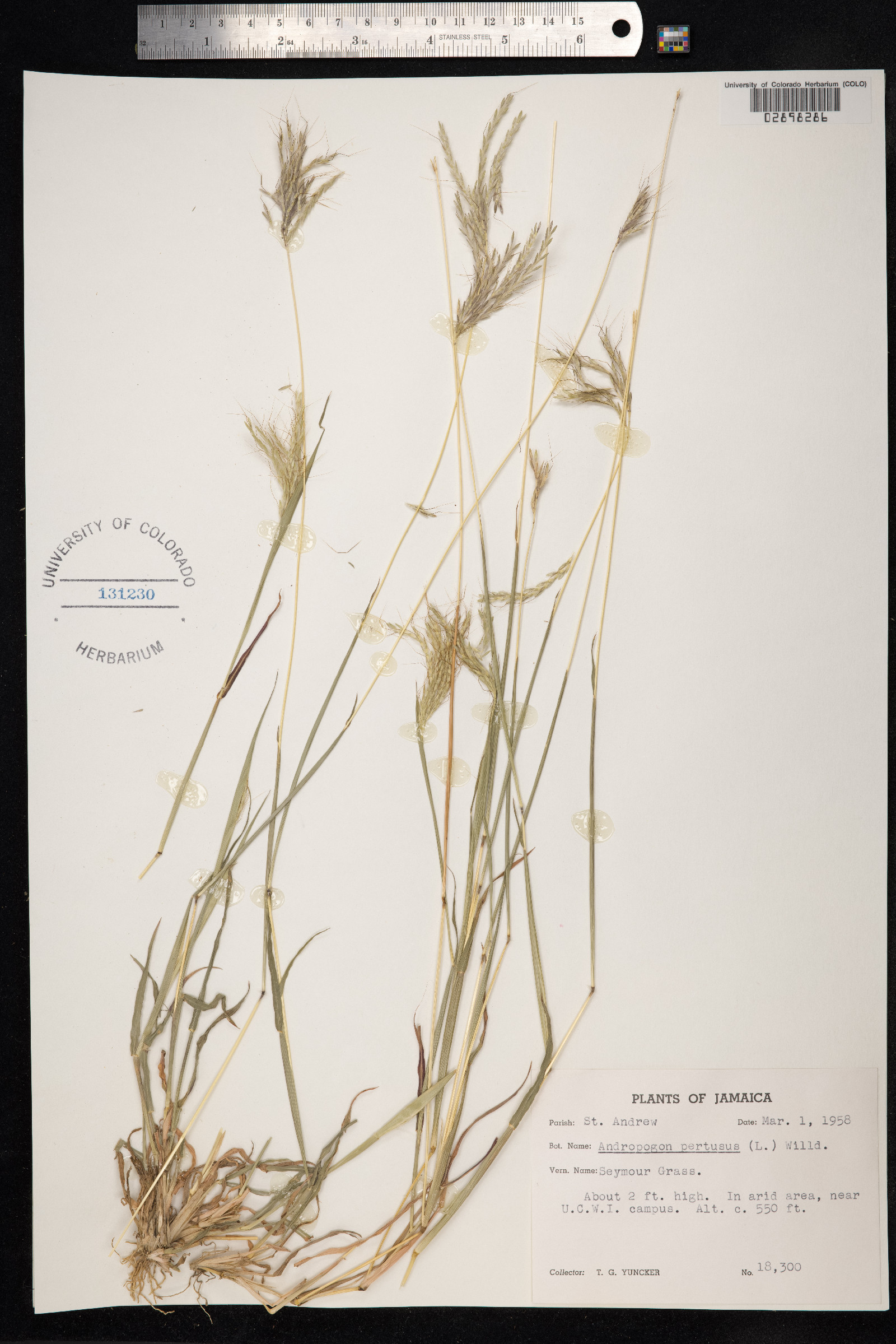 Bothriochloa pertusa image