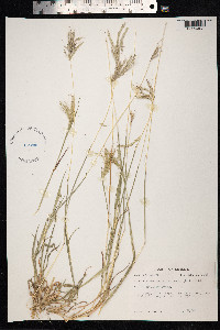 Image of Bothriochloa pertusa