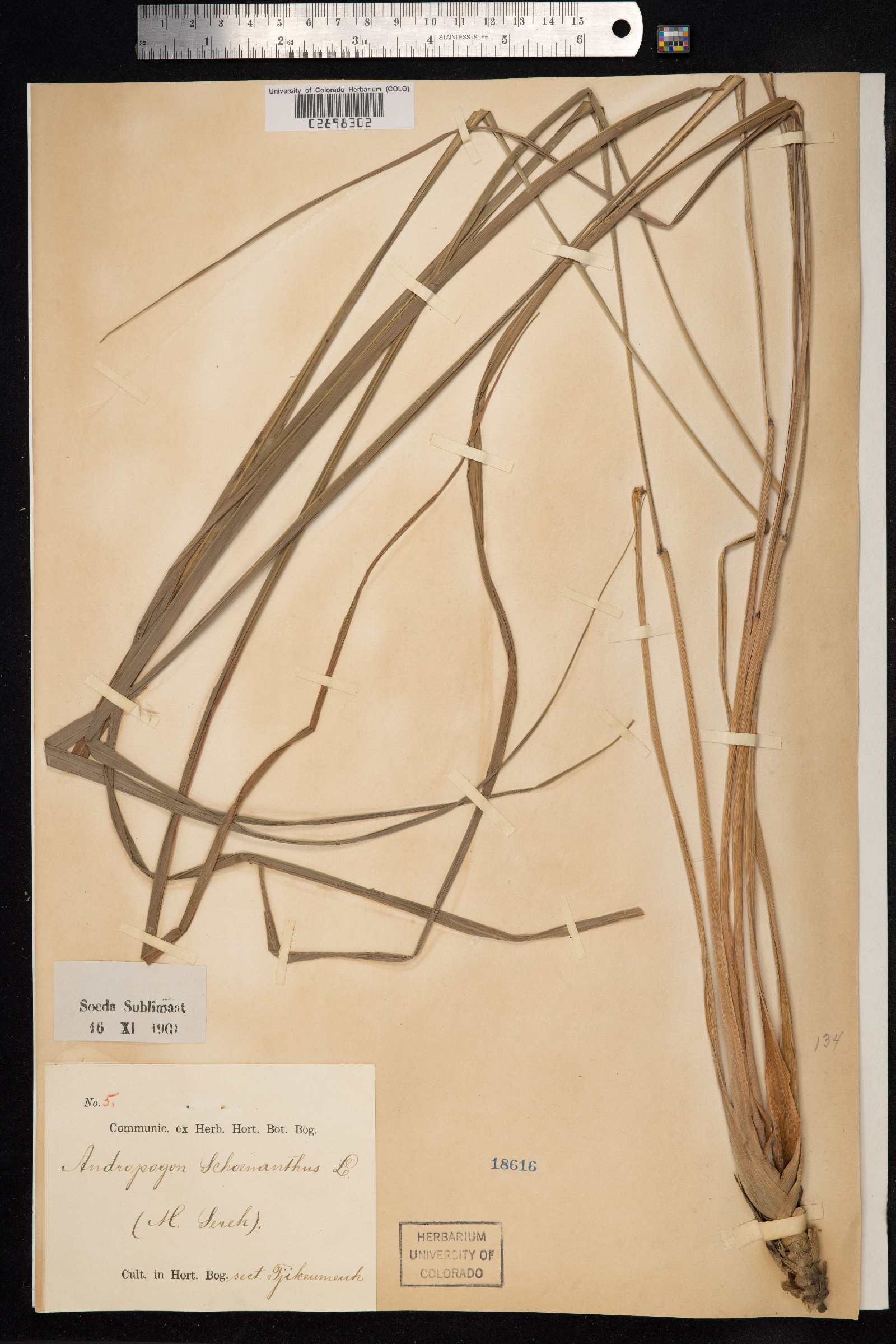 Cymbopogon schoenanthus image