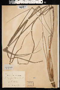 Cymbopogon schoenanthus image