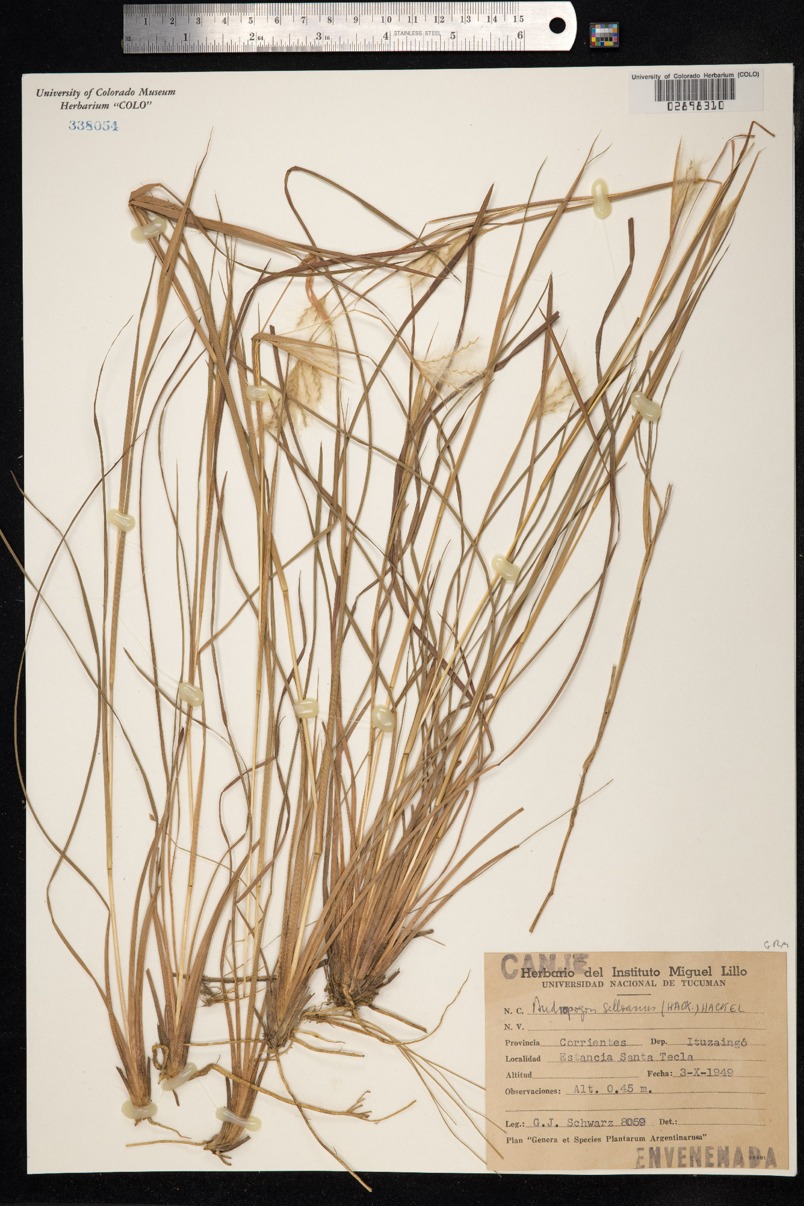 Andropogon selloanus image