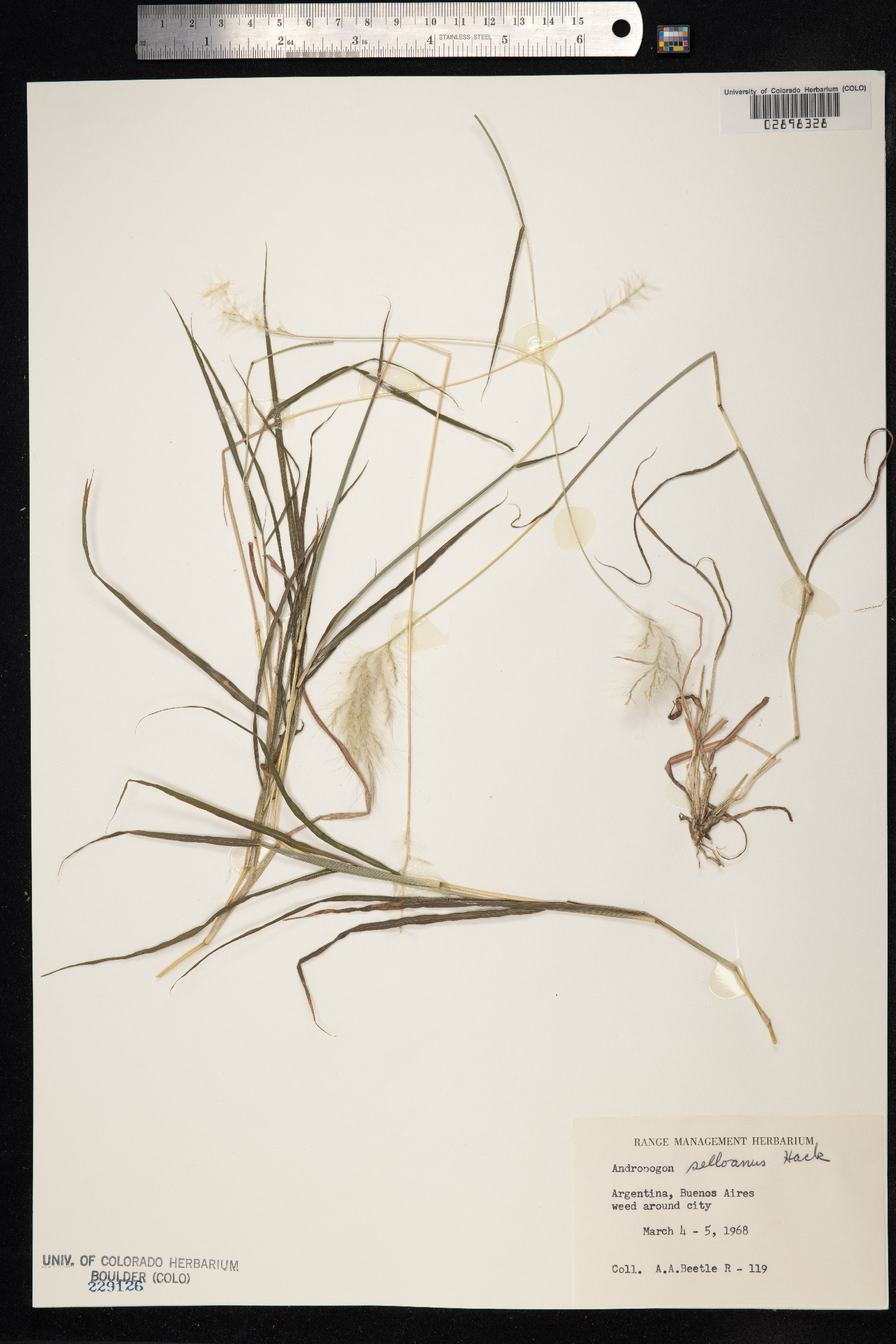 Andropogon selloanus image