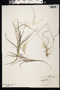 Andropogon selloanus image
