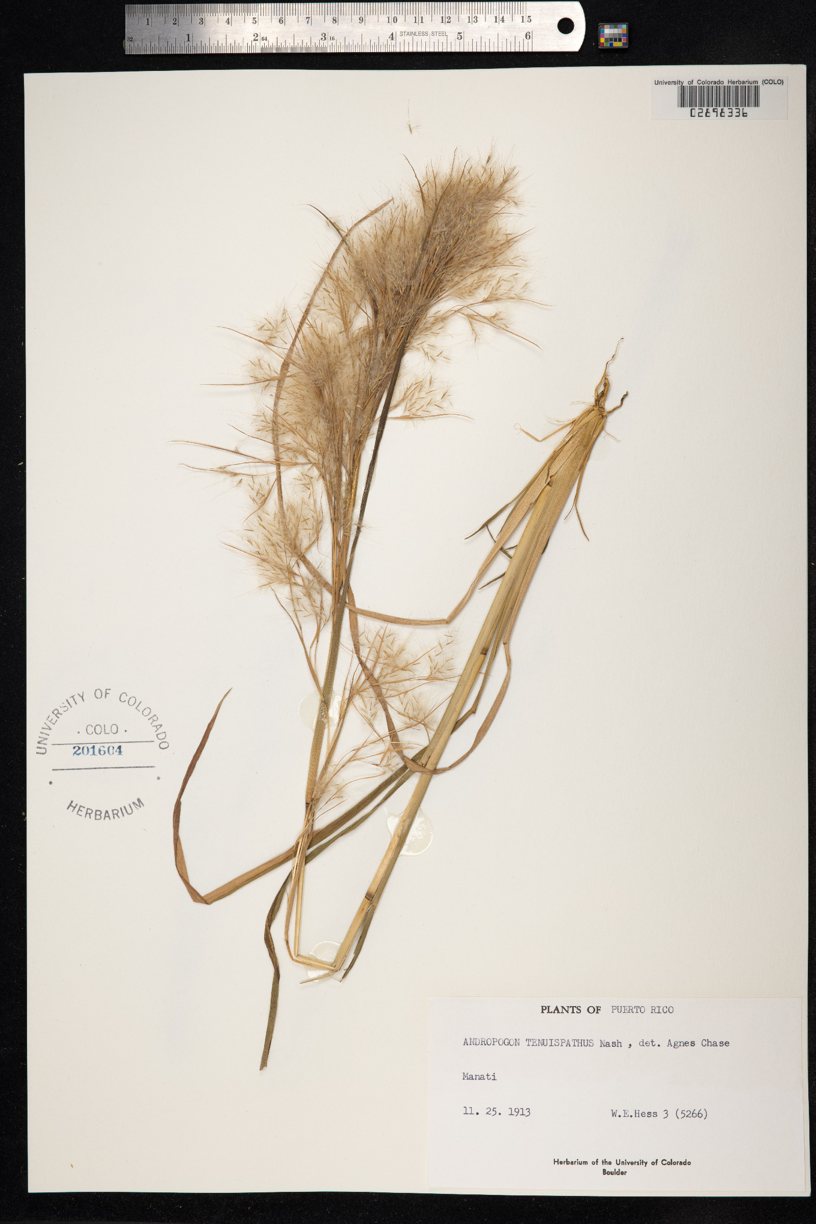 Andropogon image