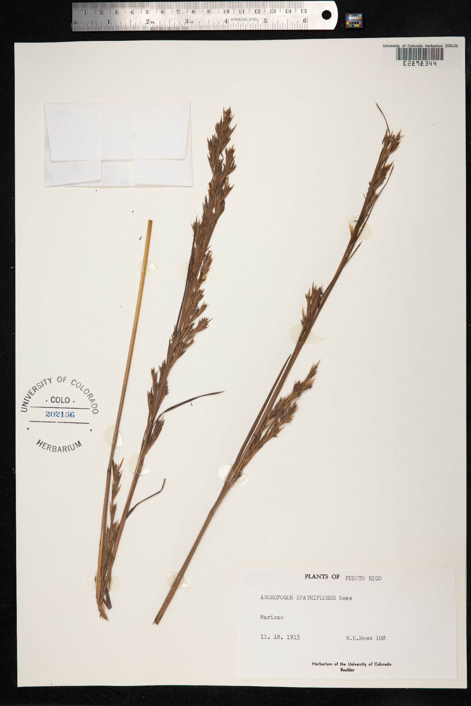 Andropogon virgatus image