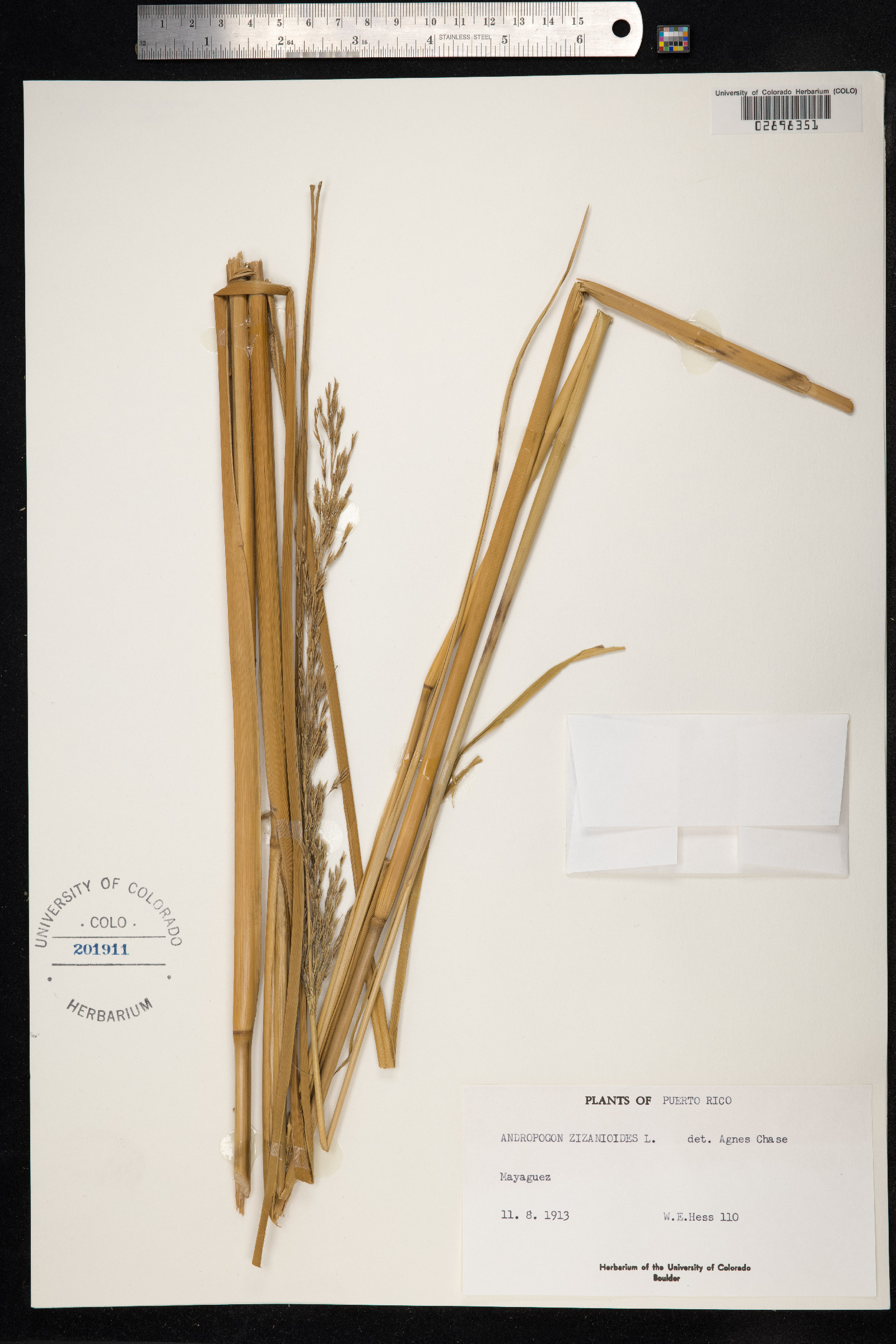Chrysopogon zizanioides image