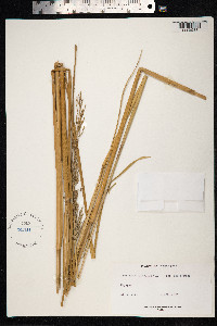 Image of Phalaris zizanioides