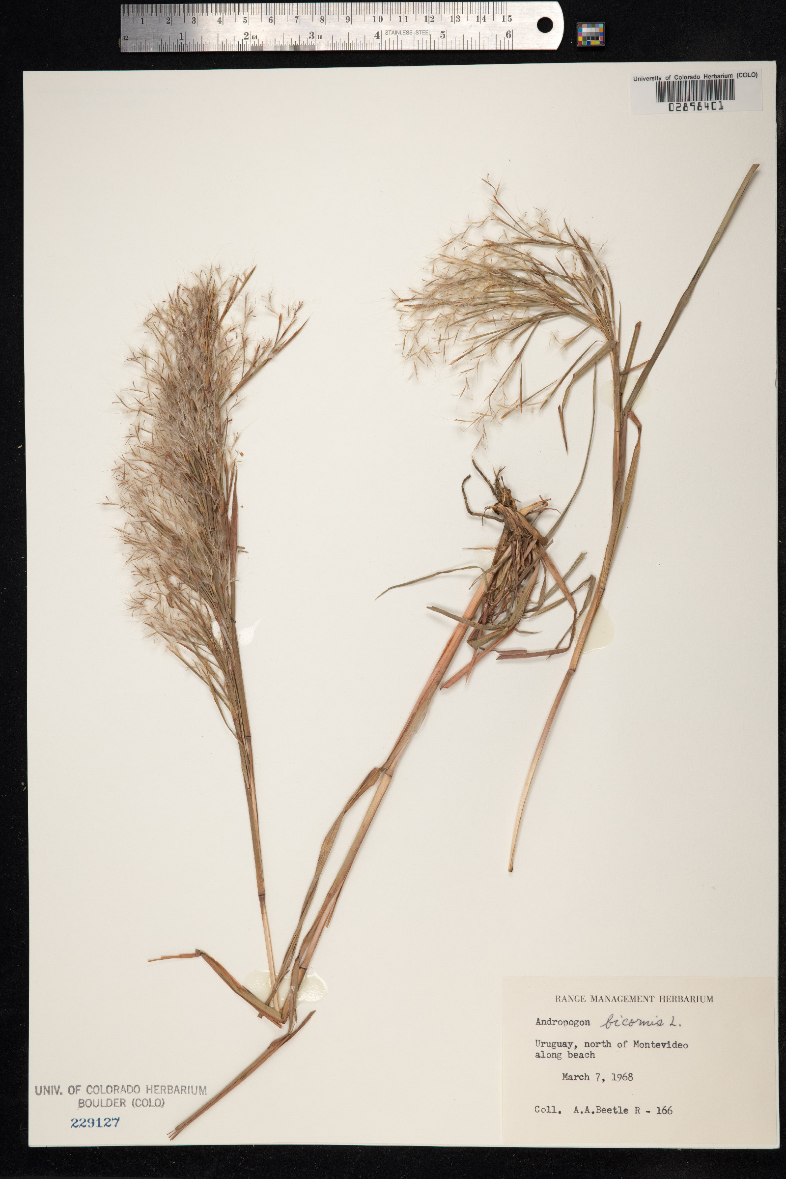 Andropogon bicornis image