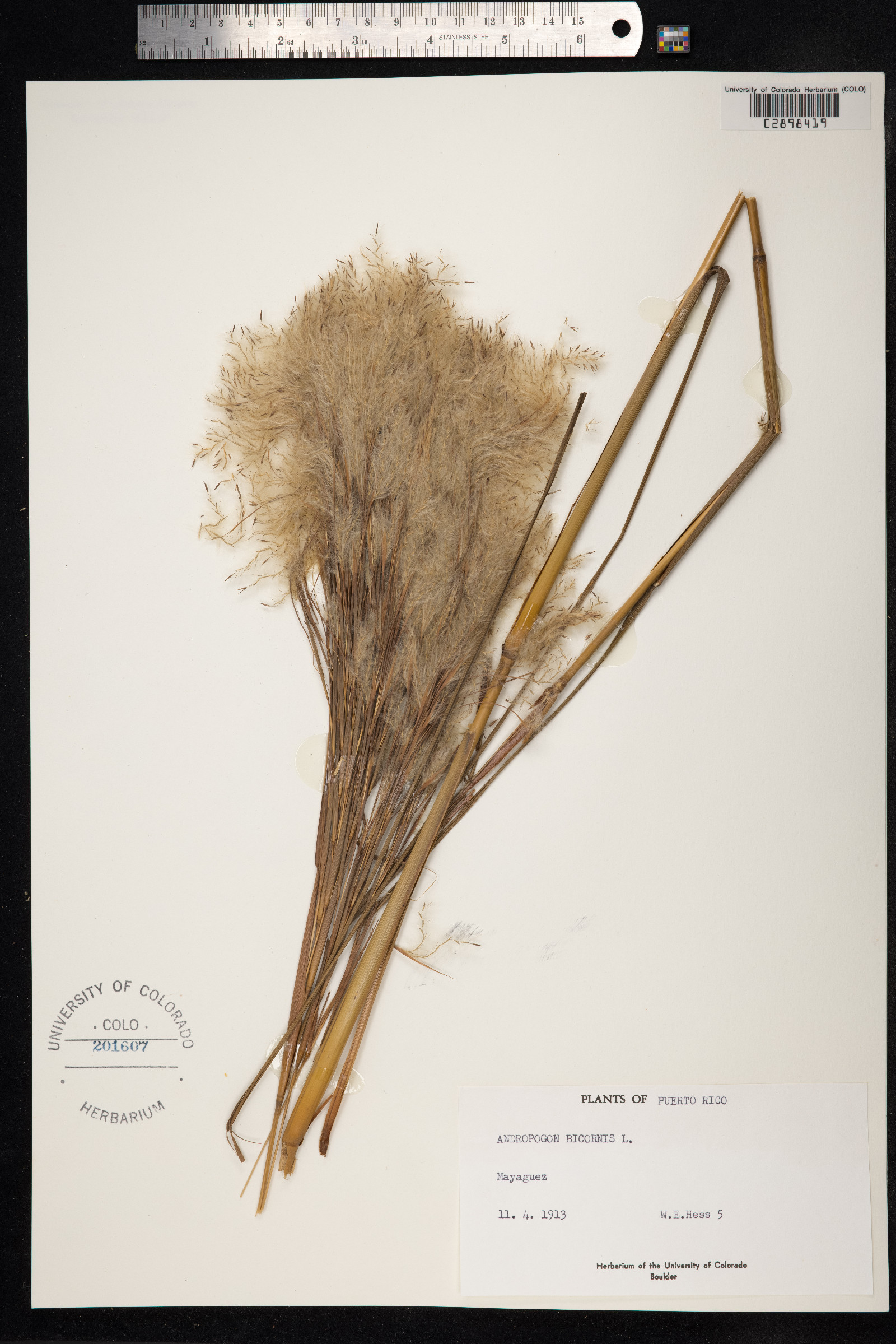 Andropogon bicornis image
