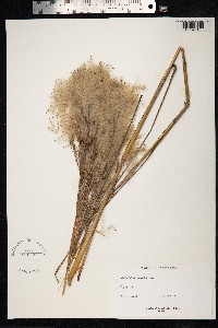 Andropogon bicornis image
